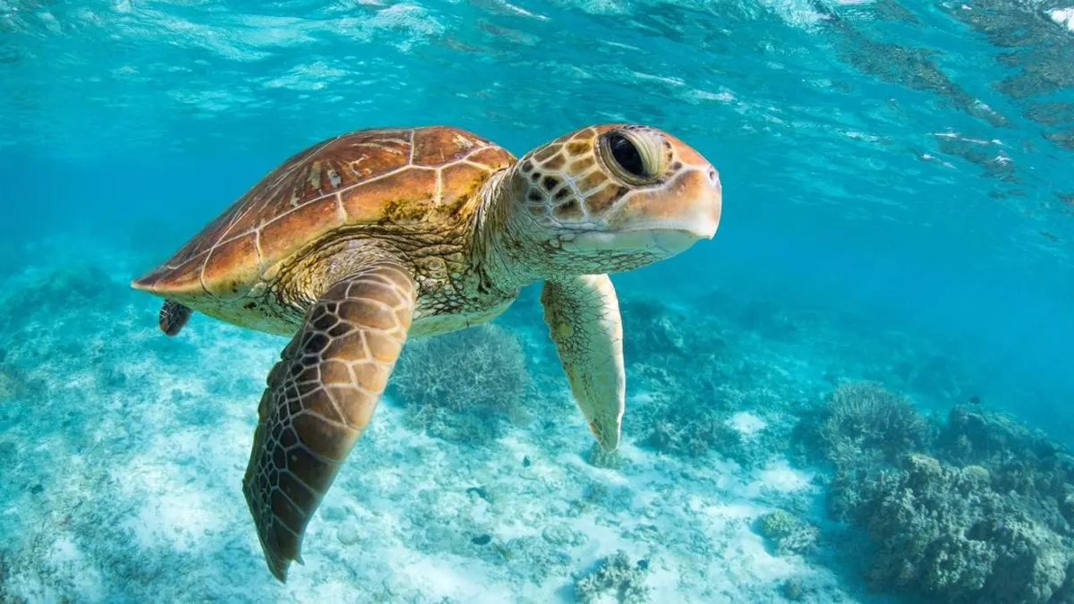 A green sea turtle gliding over the seagrass in clear water on an Akumal turtle snorkel tour from Playa del Carmen, Mexico