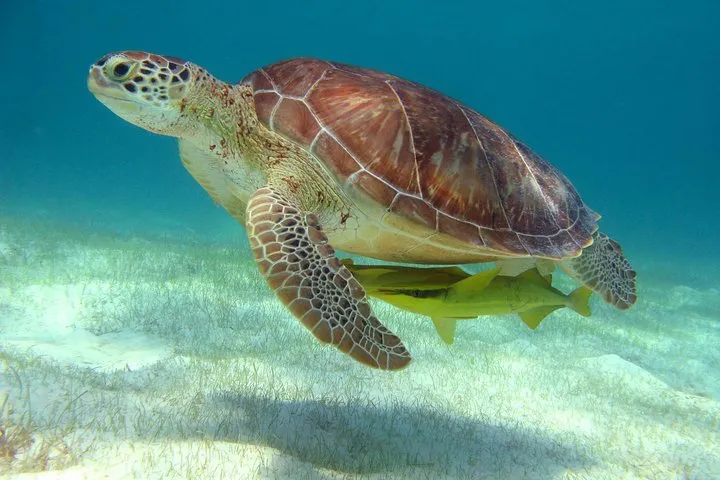 Sea turtle swimming over a reef on a half-day turtle and cenote snorkeling tour near Playa del Carmen, Mexico